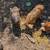 Kune kune pigs 3 thumbnail