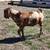 Dapple Boer Buck 1 thumbnail