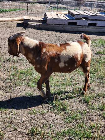 Dapple Boer Buck 1