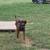 Redbone Coon hound 2 thumbnail