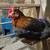Laying Hens 5 thumbnail