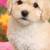 Maltepoodles 3 thumbnail