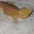 Bearded Dragon 2 thumbnail
