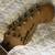 Squire Strat hardtail single humbucker 7 thumbnail