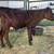 Bottle calf 2 thumbnail