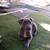 Beautiful American Staffordshire pit bull terrier 6 thumbnail