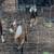 Nubian Bucklings 1 thumbnail