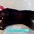 SCOTTY DOG: 1930s. Straw-Stuffed. Squeaker Works. 11.5" Long + 3" Tail 9 thumbnail