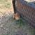 Chihuahua 3 thumbnail