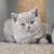 British Shorthair 4 thumbnail