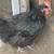 Chickens 7 thumbnail