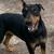Doberman 3 thumbnail