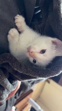 Rehoming baby cat (Copperas cove)63839345193731121