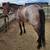 2022 AQHA Bay Roan Mare – Barrel/Rope Prospect 5 thumbnail