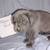 Cane Corso 5 thumbnail