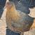 McLean Hatch Game Hen 5 thumbnail