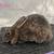 Mini Rex Rabbits 9 thumbnail