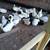 Laying ducks 1 thumbnail