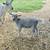 Nigerian dwarf bucklings 2 thumbnail