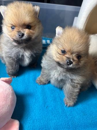 Pom pom64670426275587123