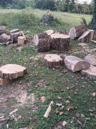 Locus and hickory and red oak firewood 1