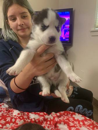Cachorros de Husky Siberiano (Seattle)63870900832131121