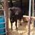 4 heifers 7 thumbnail
