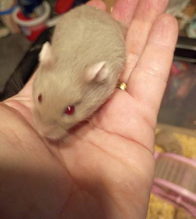 Loving dwarf hamsters (Sanger)588725002909798404
