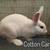 Rabbits 2 thumbnail