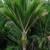 Shaving Brush palms ---- Chatham Island palm 3 thumbnail