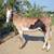 Standing at Stud: Spotted ADMS Mammoth Jack 3 thumbnail