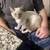 Lynx point Siamese 4 thumbnail