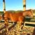 Haflinger/Qh cross 2yr old filly 2 thumbnail