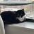 Beautiful Fluffy Tuxedo Cat Seeking a Quiet Home 5 thumbnail