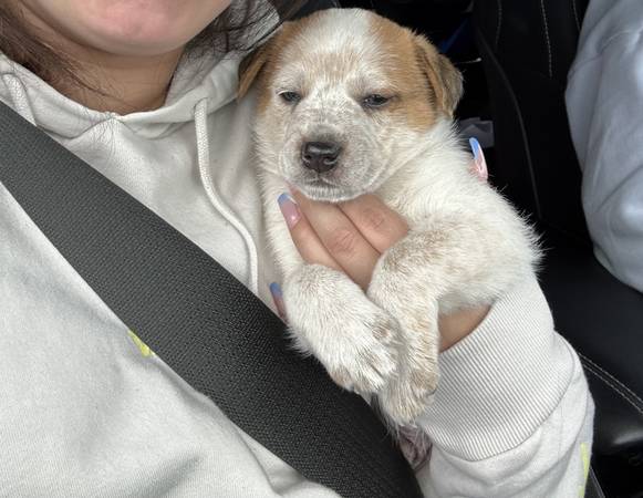 Small puppy63697527135747121