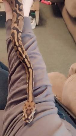 2 subadult ball pythons63866534740865124