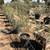 Fruitless Olive Trees for Landscape Contractors - Contractor Pricing 5 thumbnail