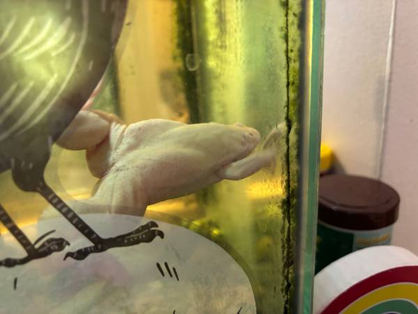 African Clawed Frog needs rehome (Port St Lucie)63667845873281121