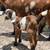 Mini Nubian doeling 3 thumbnail