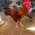Rooster 1 thumbnail