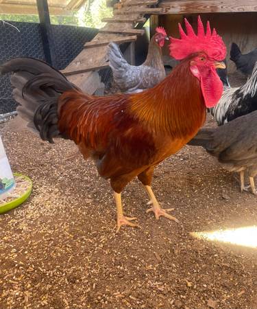 Rooster 1