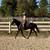 Gorgeous Black Quarter Horse for Sale 14 thumbnail