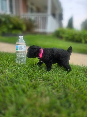 Toy Poodle 1