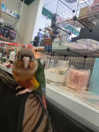 2 green cheek conures , rehoming fee applies (Deming)63944481599363123