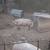 Meat Hogs 1 thumbnail