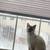 Kitten 3 thumbnail