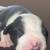 Pit pups 💖💙 2 thumbnail