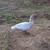 Ducks- Muscovy 4 thumbnail