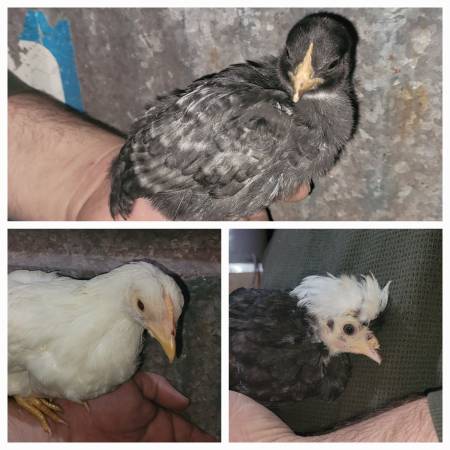 Chicken pullets 1