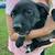 Free Puppy 4 thumbnail